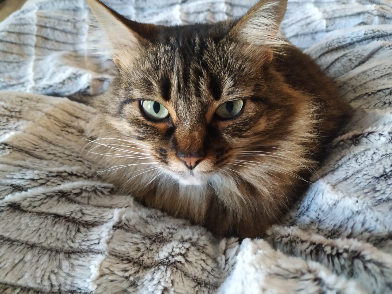 MISIELA